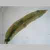 Leaf 04er 01.jpg